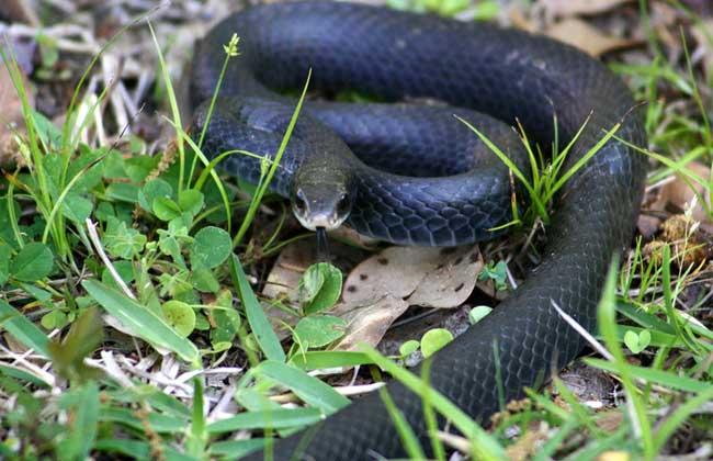 梦见黑蛇是什么预兆?