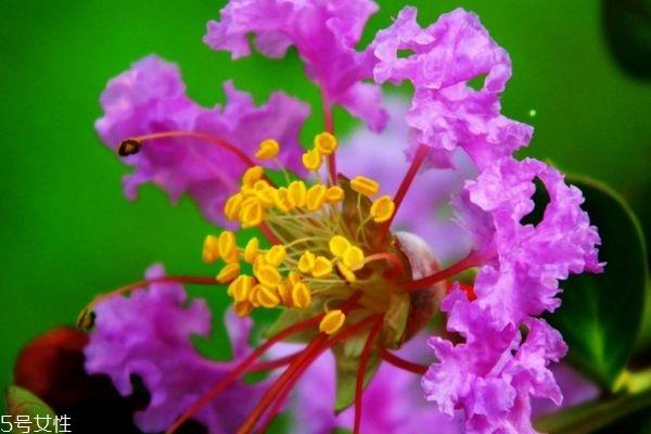 紫薇花的花语是什么呢紫薇花应该怎么种植呢