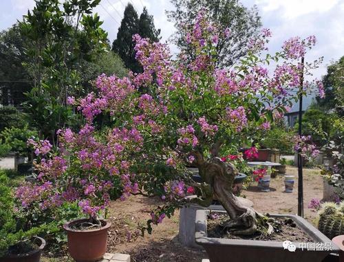 紫薇盆景欣赏与夏季修剪方法