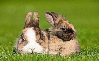 兔子和狗子生肖配吗,兔子和狗子生肖配吗好不好