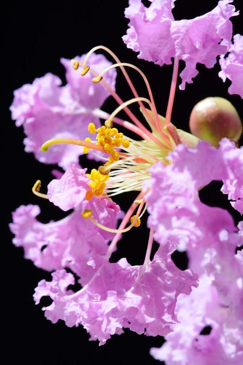 微距—紫薇花