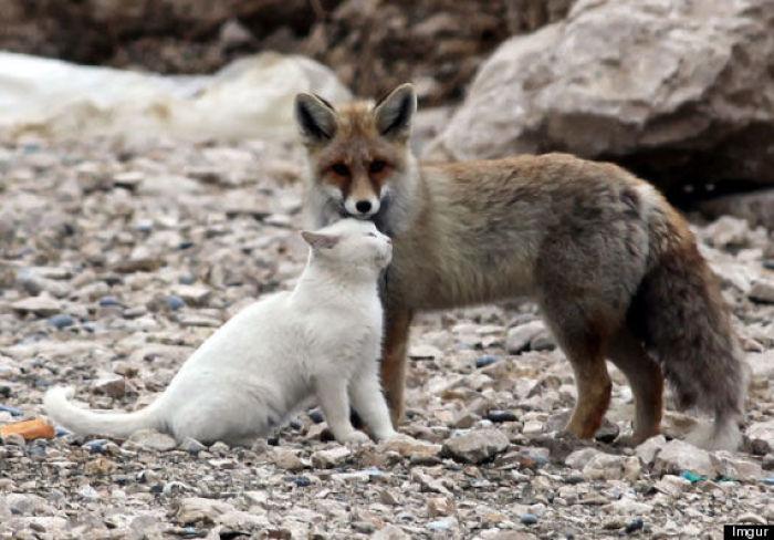 狐狸#红狐#耳廓狐#白狐#尾巴#狐尾#野生动物#fox#red fox#fennc#white