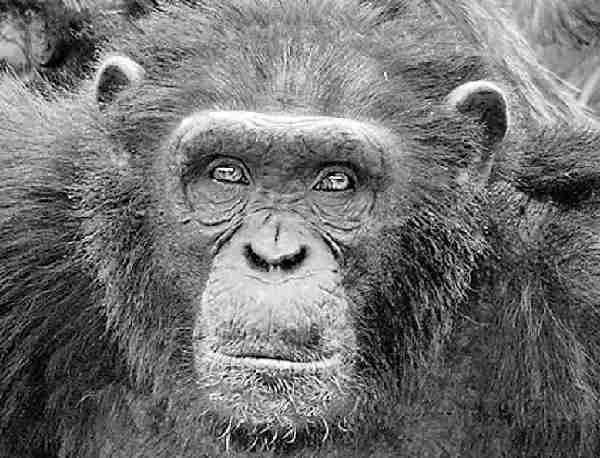 黑猩猩面相体现性格(图)