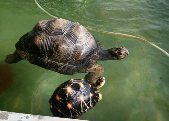 梦见有两只乌龟在水里游泳