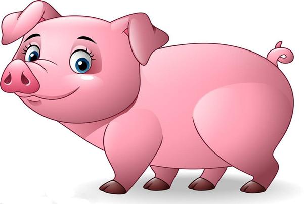 年的猪和哪个属相婚配好:属猪的和什么属相最配 生肖属猪的人,与生肖