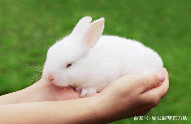 梦见兔子是什么意思梦见小兔子