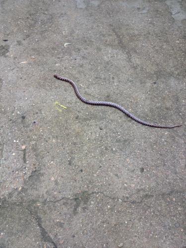 j家里出现小蛇不过已经死了,请问家里会有大蛇嘛?