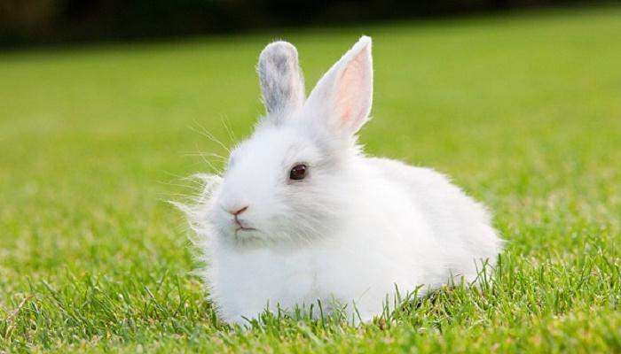 孕妇梦见白色兔子是什么预兆