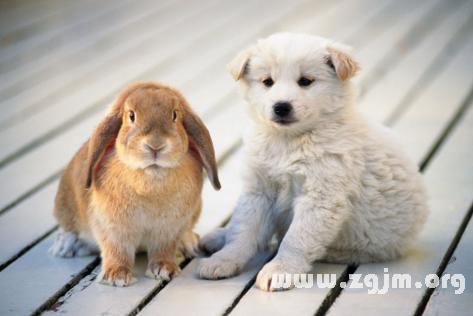 梦见狗和兔子是什么意思