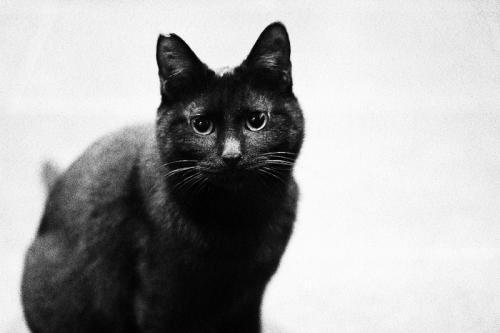 梦见在家养了一只黑猫梦见一只黑猫