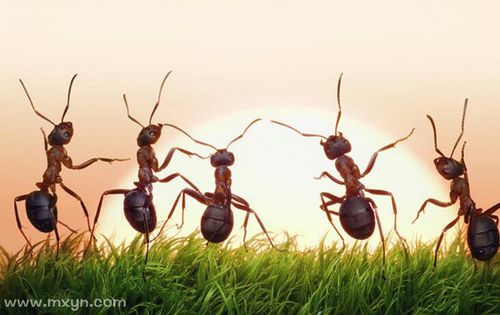梦见好多蚂蚁是什么意思预兆 - 原版周公解梦大全