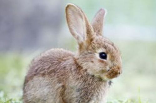 出生在以下4个月的属兔人,吉人富贵之相,命运注定不凡!