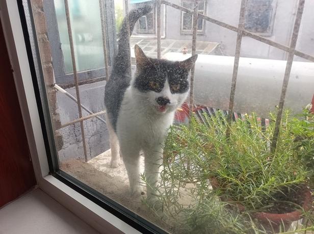 早上醒来的时候发现有野猫在我家窗户外面避… - 半次元 - acg爱好者