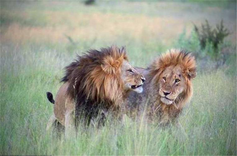 雄狮跟人类一样都是有感情的,看到这两只狮子就明白了,羡慕啊!