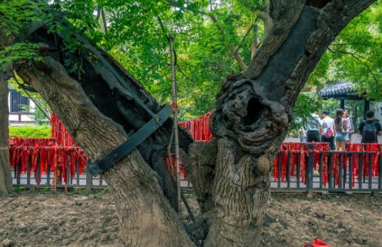 项王故里的这棵槐树是项羽手植,已有2200多岁,能称槐王吗?