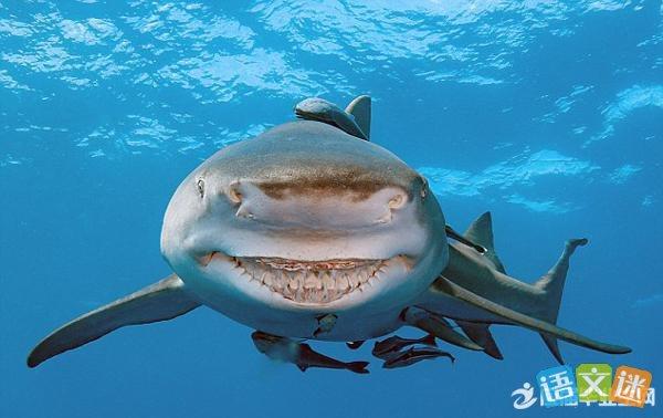 梦见大鲨鱼是什么意思