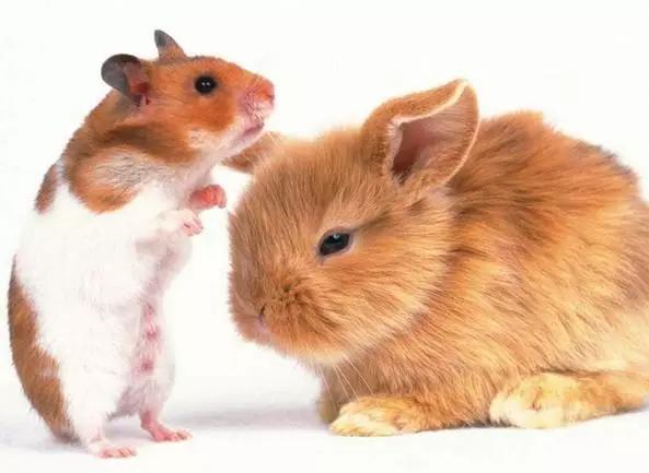 2,鼠男兔女合适婚配会怎么样:属鼠男和属兔女婚配感情怎样.