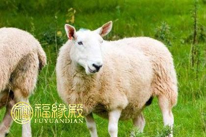 属羊的属相婚配宜忌宜配:兔,羊,猪,猴大吉大利,天赐良缘,最合适白头到