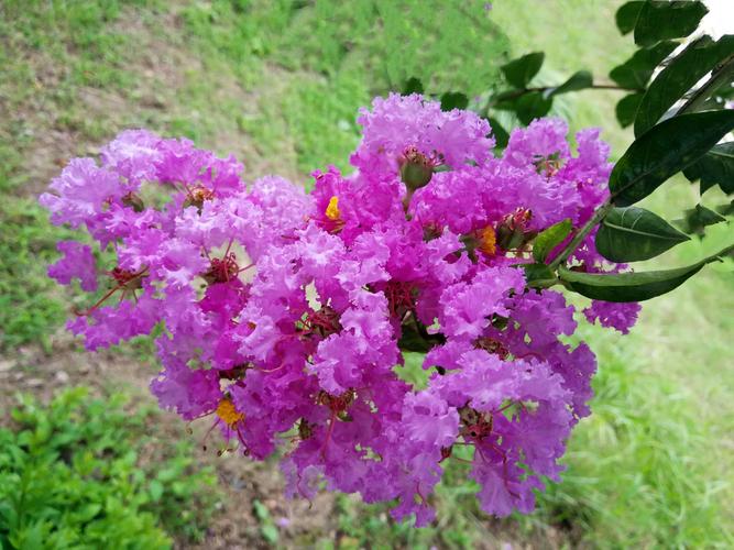 植物百科:紫薇花