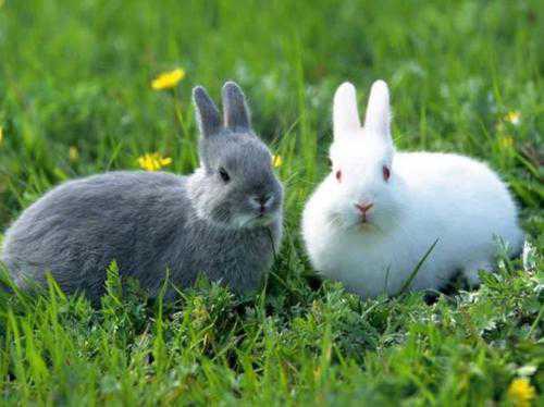 兔和兔的属相合不合兔男兔女适合做夫妻吗
