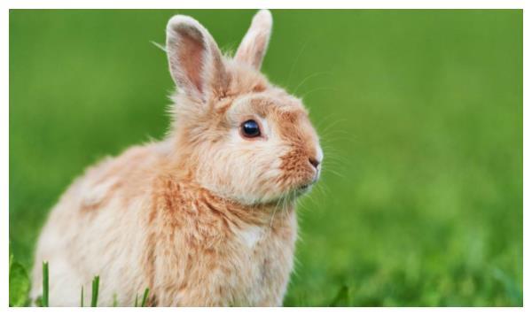 生肖兔12个月份12种命这几月出生的子女兔命不凡命中带金