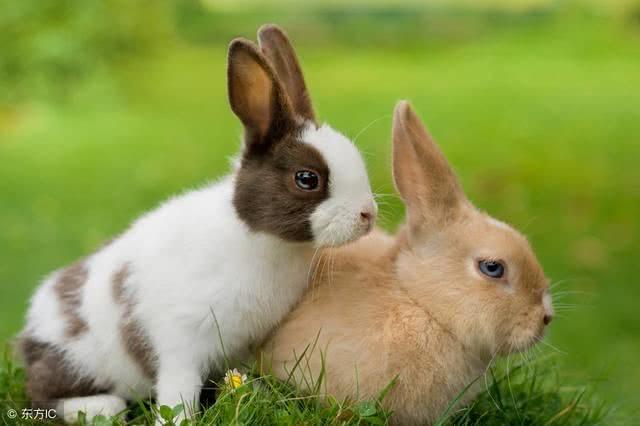 属鸡人和兔人婚配好不好属鸡和属兔的配婚姻缘怎么样