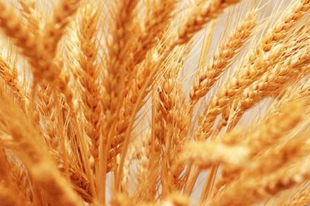 梦见小麦是什么意思它是一种吉兆吗