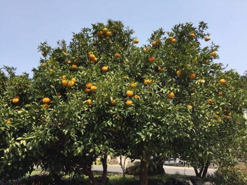 橘子树小苗弯根对果树有影响吗?