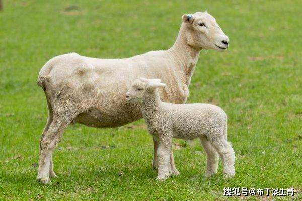 羊和狗生肖最配对,羊和狗生肖最配对吗