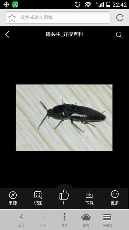 家里床上最近总有这种黑色的小虫子,细长.轻易捏不死.是什么虫子.
