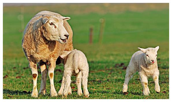 生肖属羊的人2023年做3件事情可以改运后半生富得流油