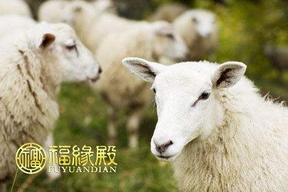 属羊与属马的姻缘男属羊和女属马男属羊总的来说是一个多愁善的人