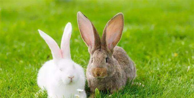 属狗的和属兔的生肖配不配,属狗的和属兔的生肖配不配婚姻