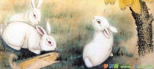 属兔婚配女配什么好,属兔与属兔能不能婚配