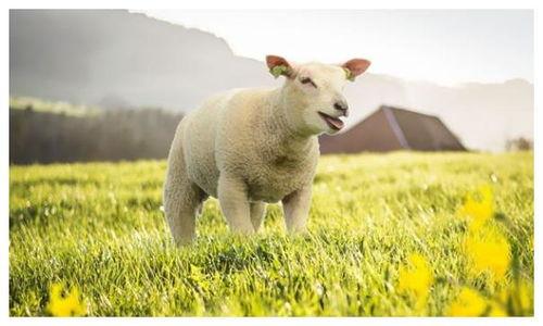 羊和羊的婚配是什么属相,属羊和什么属相相冲