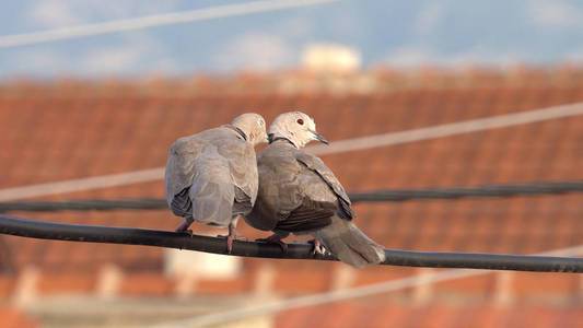 两只欧亚结的鸽子(链球菌)在电线上有浪漫的接触照片