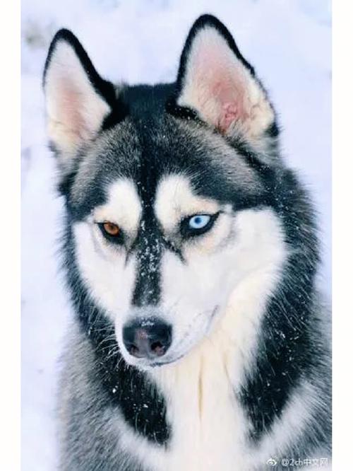 西伯利亚雪橇犬哈士奇