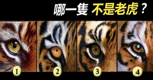 【图像测验】哪一只不是「真正的老虎」?