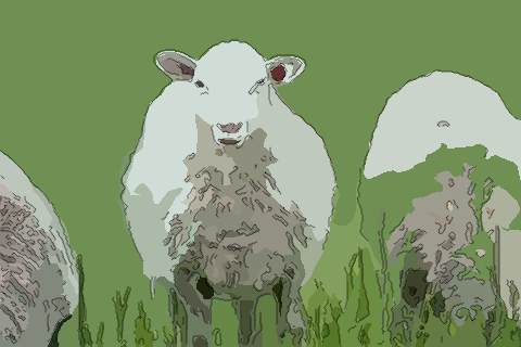 属羊今年幸运色是什么 哪些颜色能帮助属羊人开运-开运随记