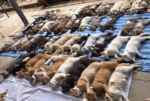 泰国流浪猫集体做绝育,躺在地上被拆了蛋蛋,网友:拆蛋专家!
