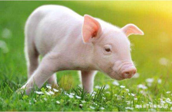生肖猪2023年运势如何最旺属猪人的颜色你知道吗家有猪人速看