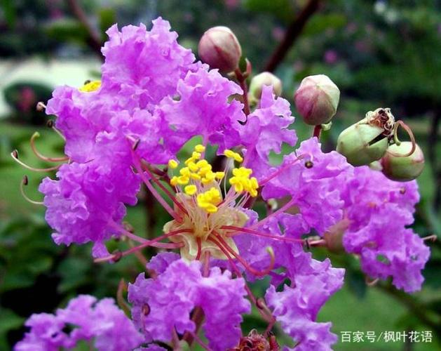命理运势 周易总结:紫薇花花色艳丽,它的花语和寓意象征着人们对美好