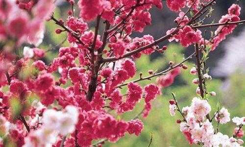 金命女性日主:火旺的农历四月和五月为桃花月.