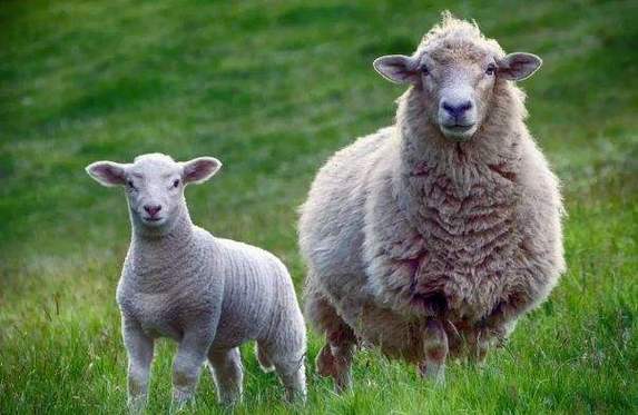 年的运势运程详解属羊最近几年运势怎么样属羊人近几年哪一年运气最好