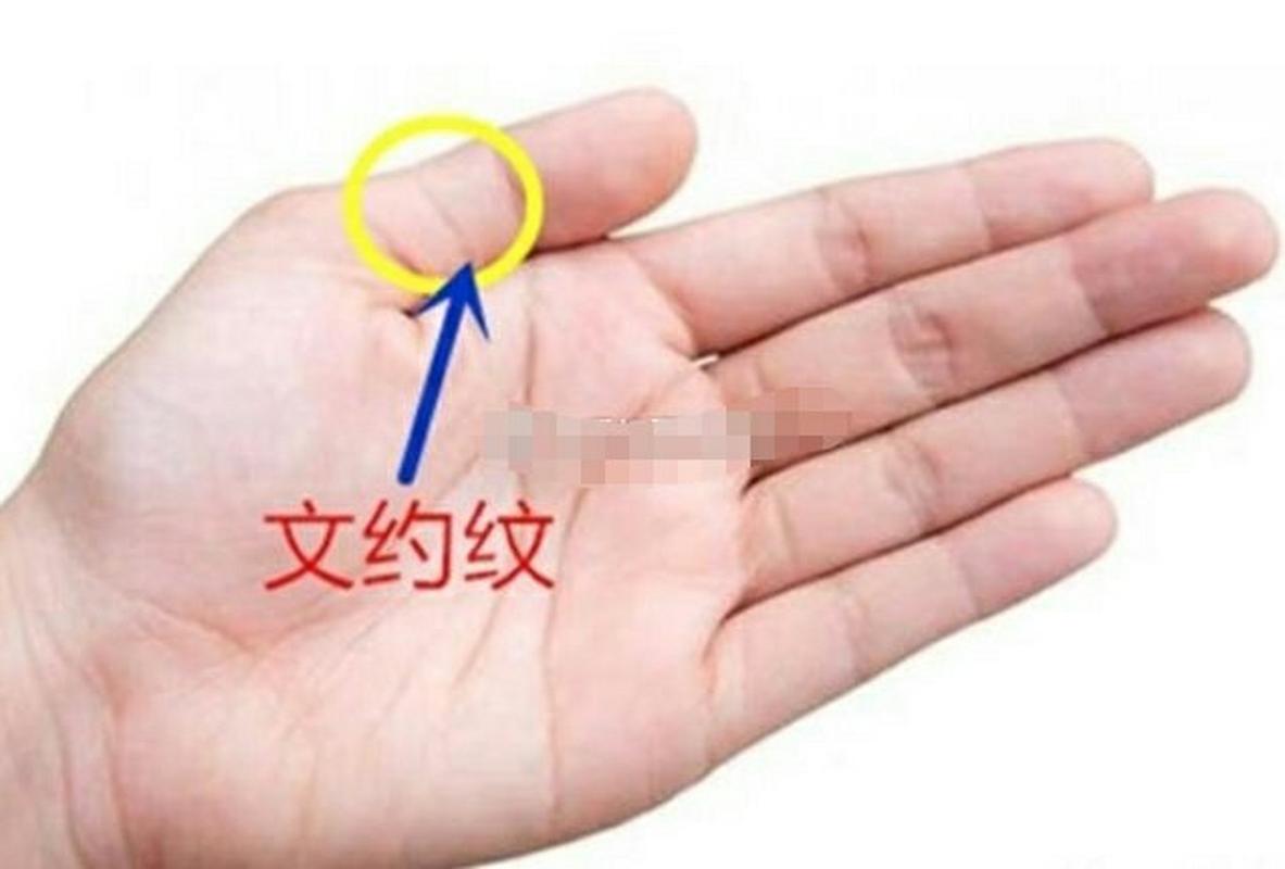 手相来看拇指第一节与第二节之间有一条或二条横纹,其称作文约纹.