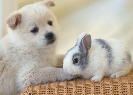 梦见狗和兔子是什么意思,预兆周公解梦寓意 好不好 代表什么