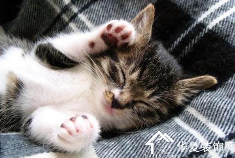 女人梦见猫和自己睡觉是什么预兆