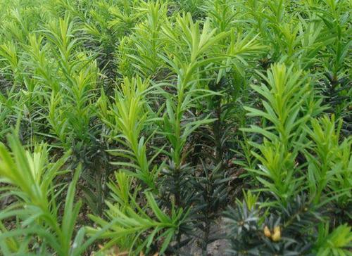 曼地亚红豆杉树苗价格树苗高20公分