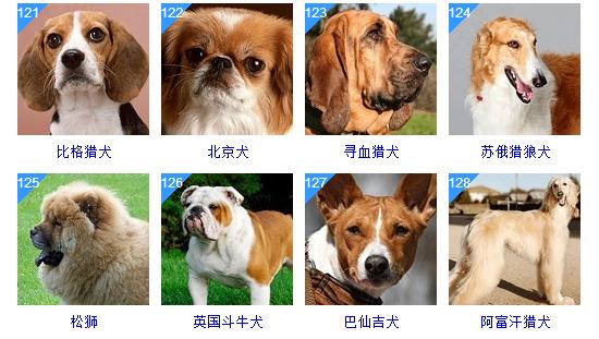 狗狗品种大全图片名字178种美国akc认证的狗狗