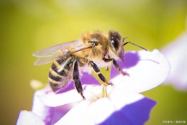 梦见蜜蜂蛰自己是什么预兆